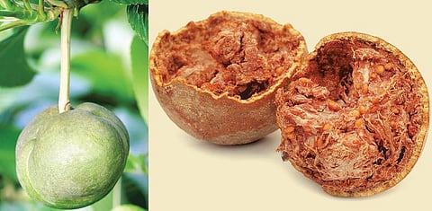 வாசகர் பக்கம்: வைட்டமின் நிரம்பிய விளாம்பழம்