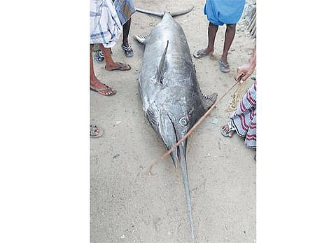 பாம்பன் மீனவர் வலையில் சிக்கிய 260 கிலோ ராட்சத ‘கொப்பரை குலா’ மீன்﻿: ரூ.26,000-க்கு விற்பனை﻿