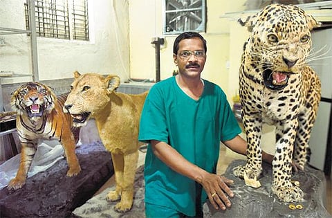 விலங்கு, பறவைகளின் உடலைப் பதப்படுத்தும் நிபுணர்﻿