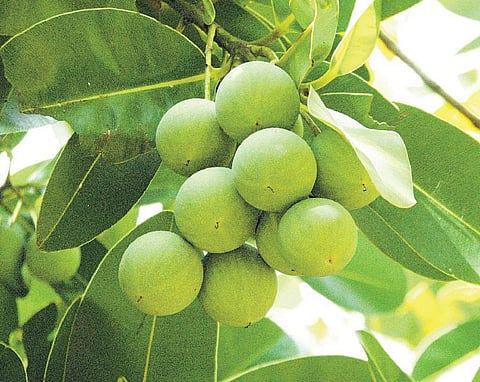 கிழக்கில் விரியும்  கிளைகள் 35: முத்து போன்றது, நாற்றத்தையும் விரட்டும்﻿