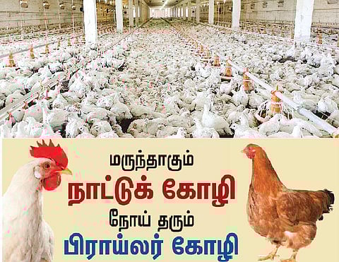 மரபு மருத்துவம்: மருந்தாகும் நாட்டுக் கோழி... நோய் தரும் பிராய்லர் கோழி﻿