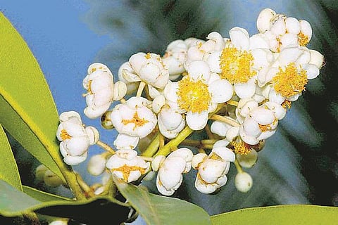 கிழக்கில் விரியும் கிளைகள் 36: புன்னை அழிந்தது, நீர்நிலைகளும் அழிந்தன﻿