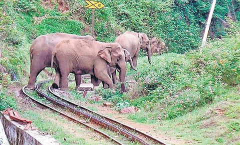 யானைகள்: தெரிந்ததும் தெரியாததும்