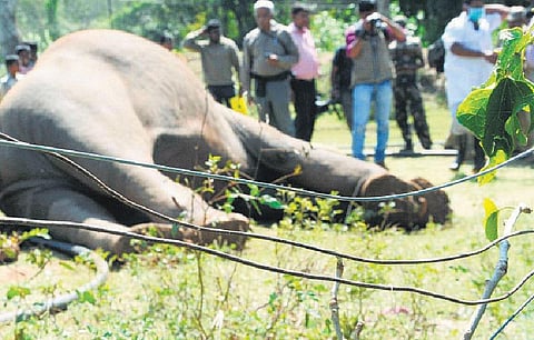 யானைகள் இறப்பு: விவசாயிகள் என்ன செய்கிறார்கள்?