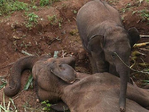 கோவையில் தாயை இழந்த குட்டி யானையின் பாசப் போராட்டம்﻿
