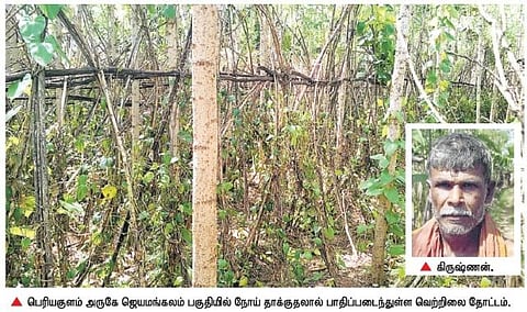 நோய் தாக்குதலால்﻿ தேனி மாவட்டத்தில் சுருங்கி வரும் வெற்றிலை சாகுபடி﻿