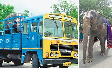 ‘தி இந்து’ செய்தி எதிரொலி: திருப்பதி கோயில் யானைக்கு சிகிச்சை; ரூ.1,000-க்கு வால் முடியை விற்ற பாகனும் இடமாற்றம்