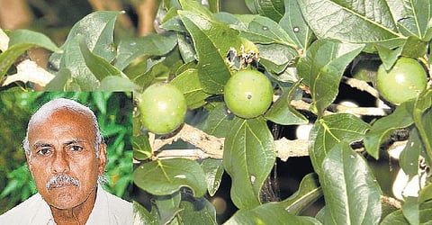 கிழக்கில் விரியும்  கிளைகள்: நீருக்குச் சுவை தரும் தேத்தாங்கொட்டை﻿