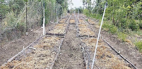 முன்னத்தி ஏர் 39: மண்ணை வளமாக்கும் மந்திரம்﻿