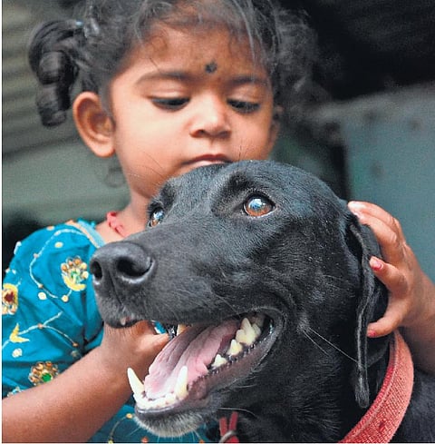 வெற்றுக் கரிசனம் நாய் வளர்க்க உதவுமா?﻿