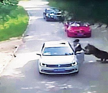 வனவிலங்கு பூங்காவில் சோகம்﻿: புலிகள் தாக்கி ஒரு பெண் பலி, மற்றொருவர் படுகாயம்﻿