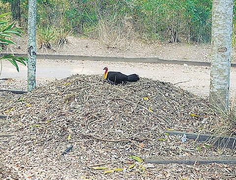 வெப்பத்தைத் தணிக்கும் பலே பறவை!﻿