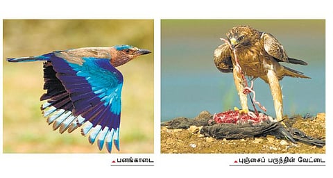 பேசும் படம்: உற்றுப் பார்த்த சிறுத்தை!﻿