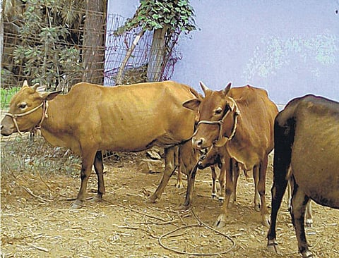 முன்னத்தி ஏர் 41: ஒன்றின் கழிவு, மற்றொன்றின் உணவு﻿