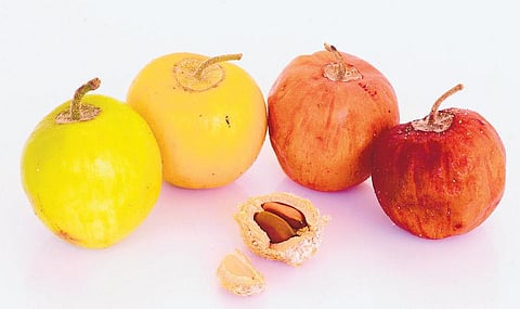 கிழக்கில் விரியும் கிளைகள் 40: சிந்து சமவெளியில் செழித்த மரம்