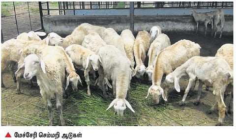 விவசாயிகளின் பொருளாதாரத்தை உயர்த்தும்﻿﻿ ‘மேச்சேரி’ செம்மறி ஆடு வளர்ப்புத் தொழில்﻿: மானிய கடன் உதவிக்கு எதிர்பார்ப்பு﻿