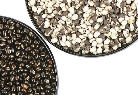 உடல் வளர்க்கும் உளுந்து﻿