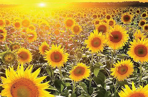 சூரியனுக்கும் சூரியகாந்திக்கும் என்ன தொடர்பு?