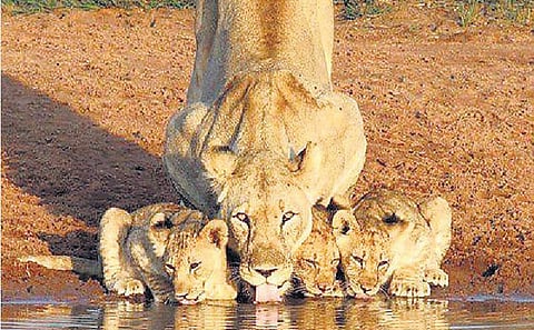 இரு பலசாலிகளின் தினங்கள்!﻿