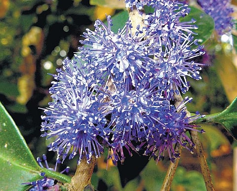 கிழக்கில் விரியும் கிளைகள் 42:  நீலமணிக் கொத்தும் வெல்வெட் உண்ணியும்﻿