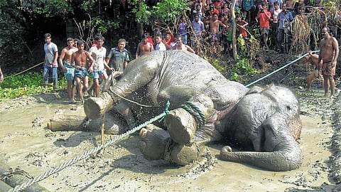 அசாம் வெள்ளத்தில் 1,700 கி.மீ. அடித்துச்செல்லப்பட்ட﻿ இந்திய யானை வங்கதேசத்தில் உயிரிழந்தது﻿