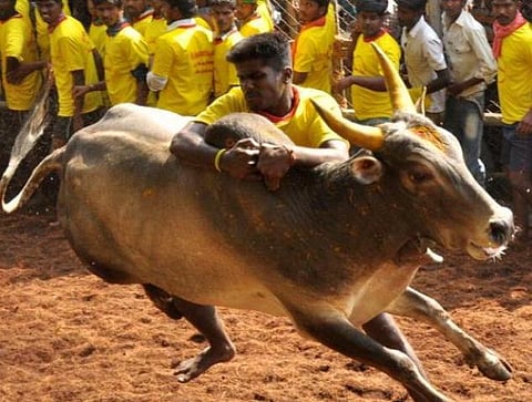 ஜல்லிக்கட்டு வழக்கில் தமிழகம் சார்பில் 500 பக்க கூடுதல் ஆவணங்கள் தாக்கல்﻿﻿