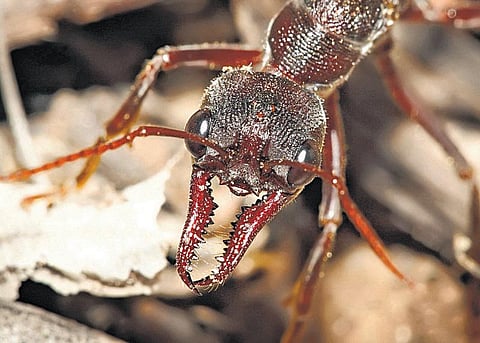 எறும்புக்குக் கண் உண்டு!﻿