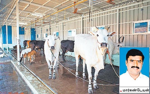 முன்னத்தி ஏர் 45: முன்னாள் எம்.எல்.ஏ.யின் இயற்கை மாட்டுப் பண்ணை﻿