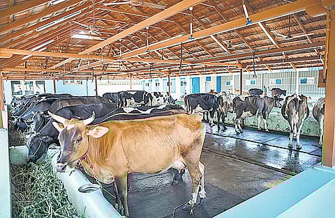 முன்னத்தி ஏர் 46: மாடுகள் தரும் மின்சாரம்﻿