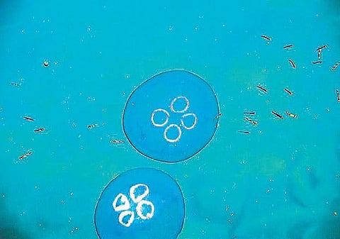 அந்தமானைப் பாருங்கள் அழகு!﻿﻿﻿