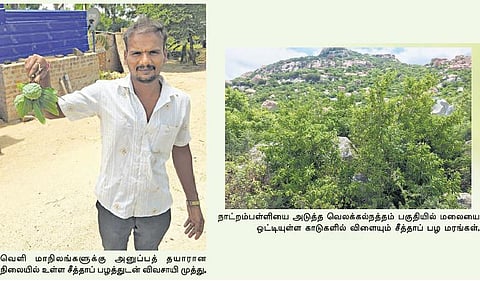 மழையை நம்பாத சீத்தாப் பழச் சாகுபடி: ஐந்து மாநிலங்களுக்கு ஏற்றுமதி﻿