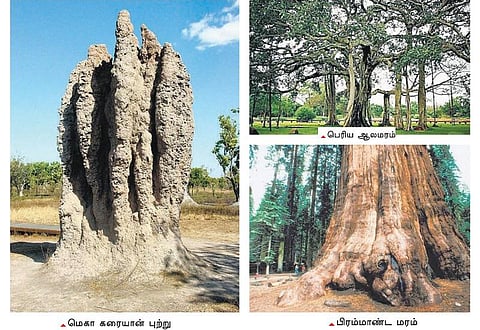 இயற்கை விநோதங்கள்!﻿