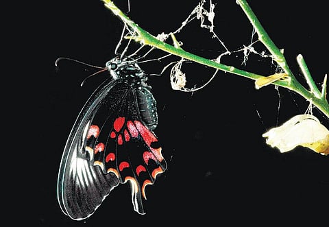 பூச்சி சூழ் உலகு 01 - கறிவேப்பிலை அழகி﻿﻿