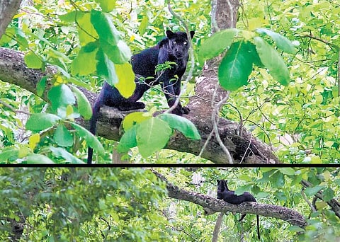 கருப்புடா!