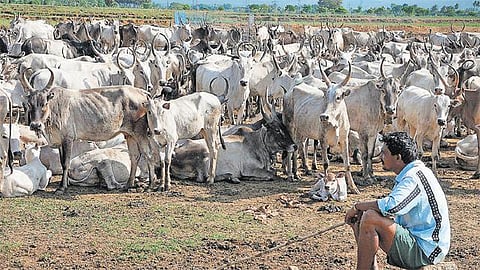 கிடை மாடுகளான ஜல்லிக்கட்டு காளைகள்﻿: கேரளாவுக்கு அடிமாடாக செல்லும் பரிதாபம்