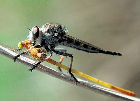 பூச்சி சூழ் உலகு 02 - வேட்டையாடும் ‘ஈ﻿