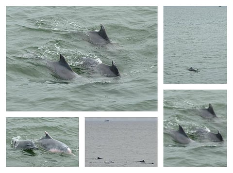 பேசும் படம்: துள்ளி விளையாடும் டால்பின்கள்!