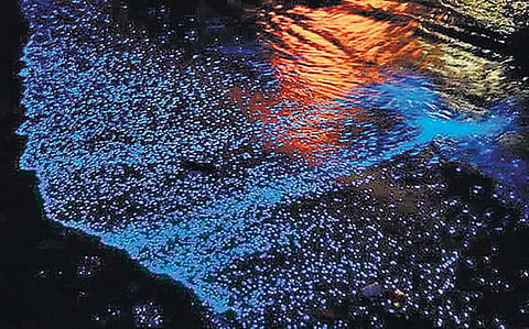 காரணம் ஆயிரம் 02: கடலில் எரியும் மாய விளக்கு!﻿