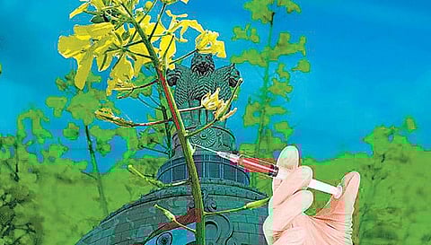 மரபணுக் கடுகு: காரமும் இல்லை; சாரமும் இல்லை﻿