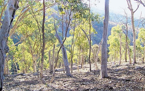 தைல மரத்தின் கதை!﻿