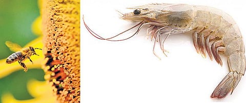 கொல்லும் கரியமில வாயு