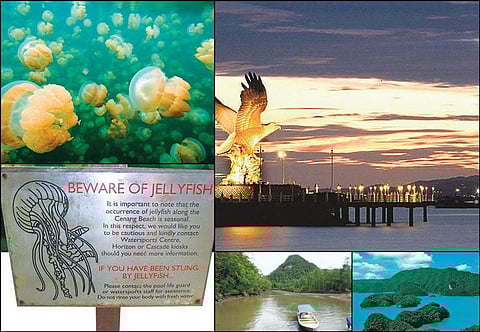 அலையோடு விளையாடு! 04 - ஜெல்லி மீன்களுக்கு இடையே திகில் அனுபவம்