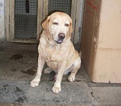 26/11-ல் கவனம் ஈர்த்த மும்பை போலீஸ் நாய் சீசர் மரணம்