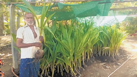 தென்னங்கன்று வளர்ப்பில் கொடிகட்டும் விவசாயி﻿