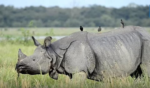 யூடியூப் பகிர்வு: அழிவின் விளிம்பில் ஒற்றைக்கொம்பு காண்டாமிருகங்கள்!