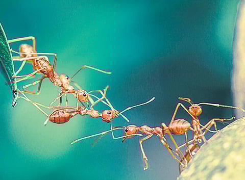 எறும்புகளின் உயிர்ப் பாலம்