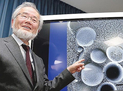 நோய்களுக்குத் தீர்வு காண உதவிய ஈஸ்ட்﻿