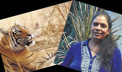 புலிகளைக் காக்கும் பெண்