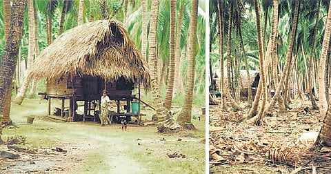 அந்தமான் விவசாயம் 07: நிகோபார் பழங்குடியினரின் பாரம்பரிய அறிவியல்