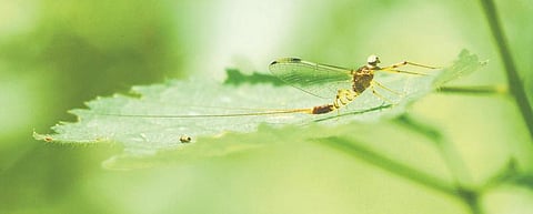 பூச்சி சூழ் உலகு 07: ஆச்சரியப்படுத்திய வீட்டுத் தோட்டம்